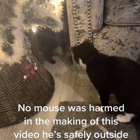 The woman's cats were chasing the mouse in a second video. Credit: TikTok/@gina_premmama