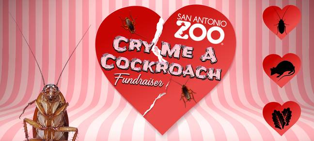 Romance is alive and well. Credit: San Antonio Zoo