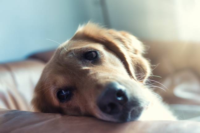 If you’re worried about your dog eating something they shouldn’t have done, it’s important to contact your vet immediately (Unsplash  REGINE THOLEN).