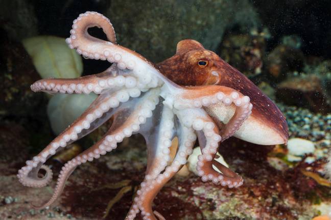 Octopuses will also be recognised under the new legislation (Credit: Alamy)
