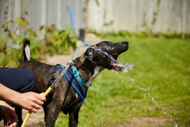 RSPCA Millbrook Animal Centre in Surrey have been keeping Nala cool by playing with the hose (Credit: RSPCA)