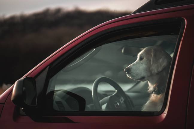 Dogs should never be left in cars on hot days. Credit: Unsplash.