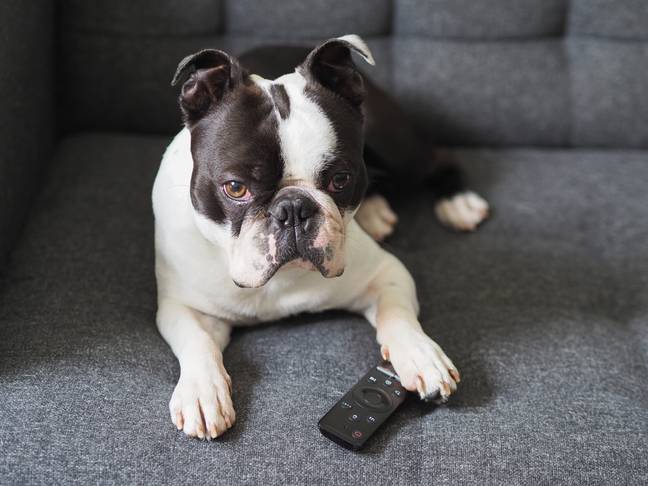 The channel aims to help dogs deal with separation anxiety (Credit: Shutterstock)