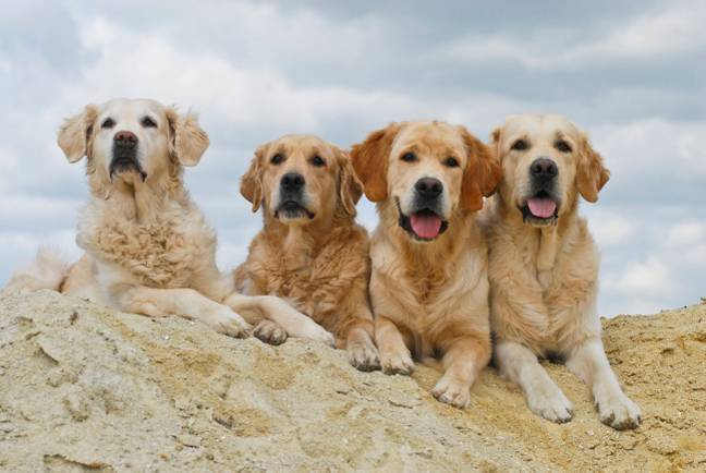 Golden retrievers are a friendly breed. Credit: imageBROKER/Alamy