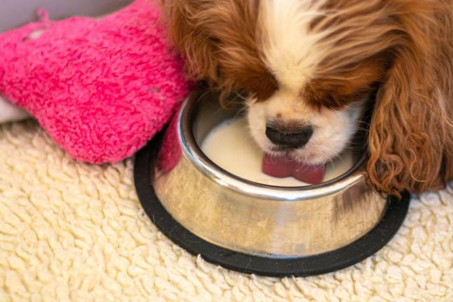 Experts are warning dog owners to take extra care over their pets' food bowls (Credit: Alamy)