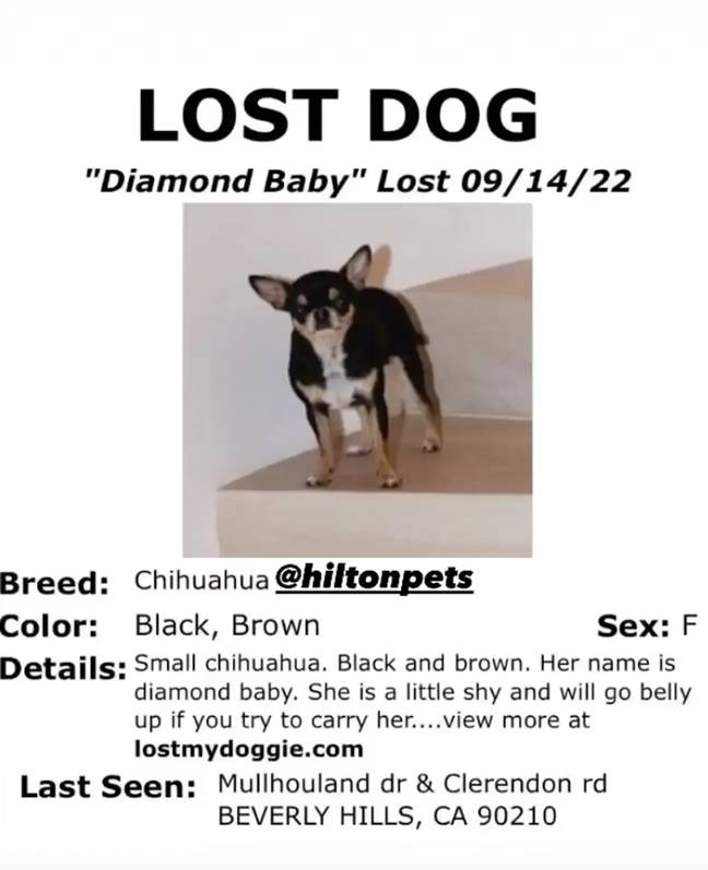 She gave plenty of details about Diamond Baby in the initial missing dog poster. Credit: Paris Hilton