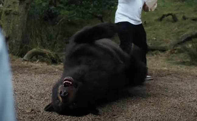 Cocaine Bear looks like an absolute riot. Credit: Universal Pictures