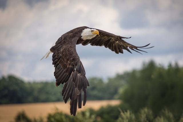 Bald eagles typically eat fish but have been known to hunt birds such as geese when their usual hunting spots freeze over. Credit: Pixabay