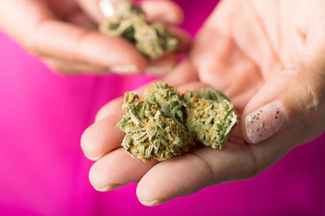 Hands holding cannabis buds. Credit: Helen Sessions / Alamy.