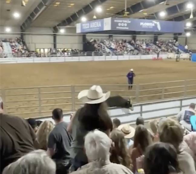 Terrified crowd react as bull escapes rodeo in heart-stopping footage