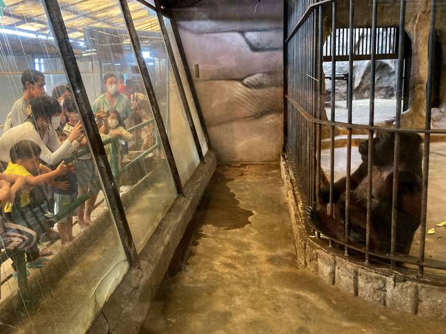 Bua Noi has been caged in Thailand for over 30 years. Credit: dpa picture alliance / Alamy Stock Photo 