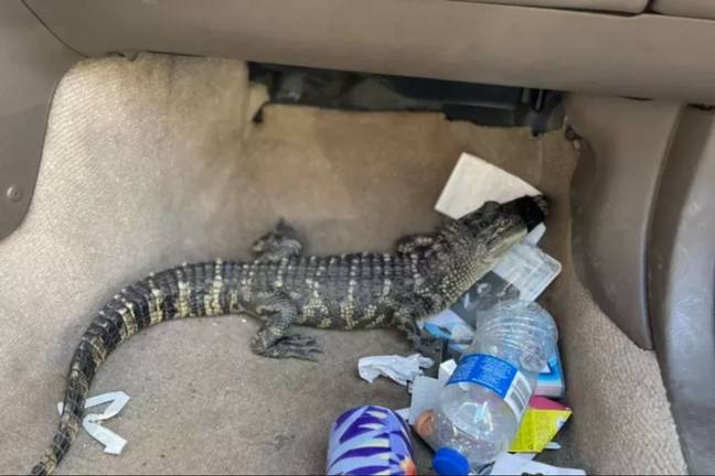 Baby alligator found in car (Anderson Police Department/Facebook)