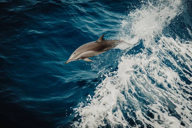 Authorities in the area believe that the same dolphin is behind the attacks (stock image). Credit: Unsplash.