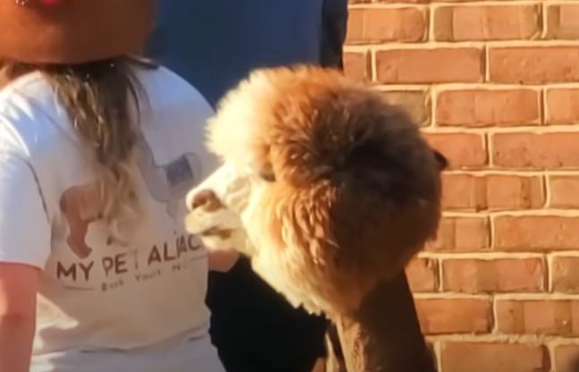 An alpaca was among the crowd which gathered outside the court in wait of Amber Heard and Johnny Depp. Credit: DarthN3ws/ YouTube