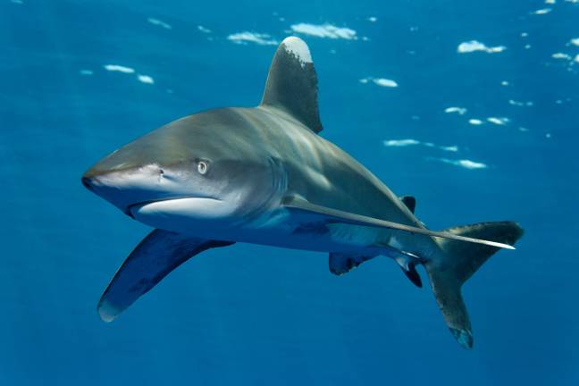 The Oceanic Whitetip is thought to be the type of shark which took most of the 150 victims. Credit: Alamy