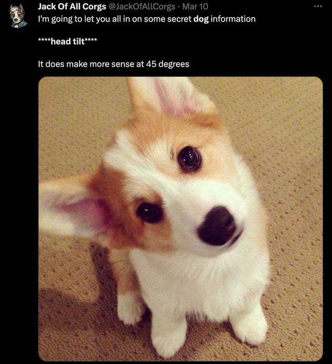 The study put 40 dogs to the head-tilting test. Credit: Twitter/ @JackOfAllCorgs