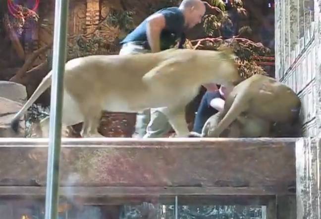 The lioness was the one who managed to get the keeper out of the lion's deadly grip. Credit: Reddit 
