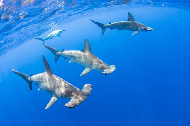 Researchers were shocked to find the volcano was home to sharks. Credit: Alamy