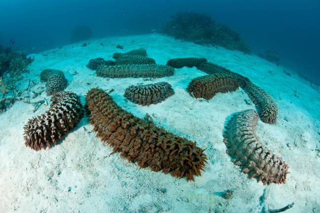 An expert has revealed why divers go to such lengths to retrieve sea cucumbers. Credit: Alamy 