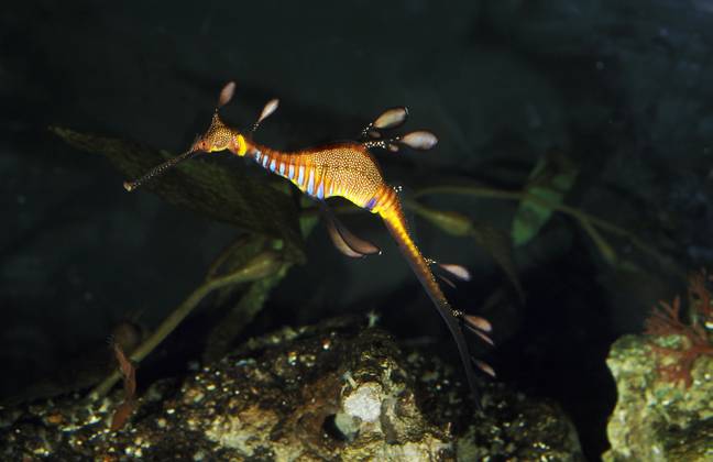 Seadragons have been found washed up on the shores of Australian beaches after a period of heavy rainfall. Credit: Alamy