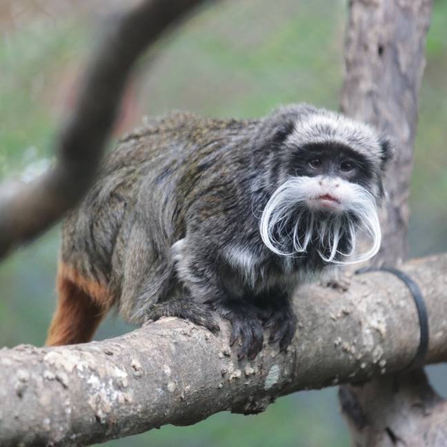 Two emperor tamarin monkeys have gone missing from their habitat. Credit: Twitter/@DallasZoo