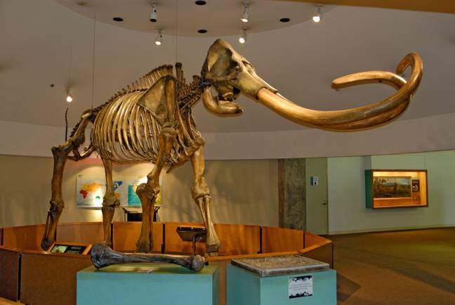 Could the extinct wooly mammoth ever be cloned? (Alamy)