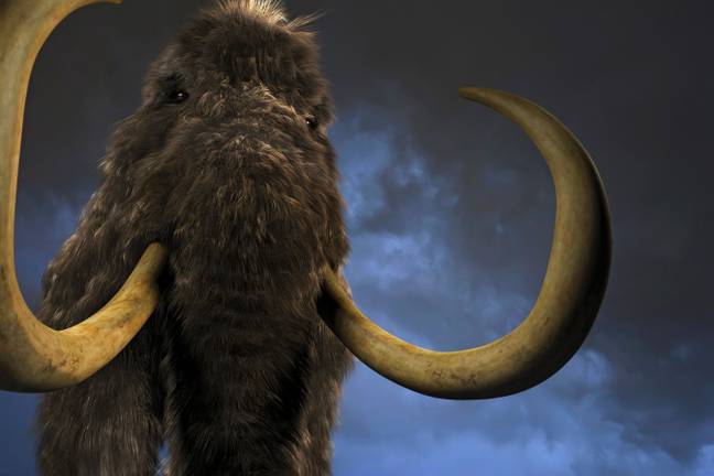 Wooly mammoth. Credit: Science Picture Co / Alamy.