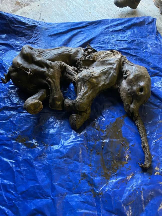 A near complete mummfied baby mammoth has been discovered. Credit: Government of Yukon