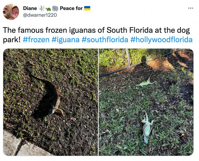 The bizarre sight has been spotted in Florida. Credit: @dwarner1220/Twitter