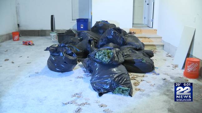 The marijuana haul in Holyoke. (WWLP-22News)