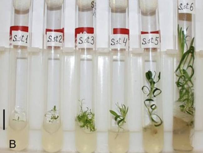 The plants were regrown in glass vials. Credit: S. Yashina et al