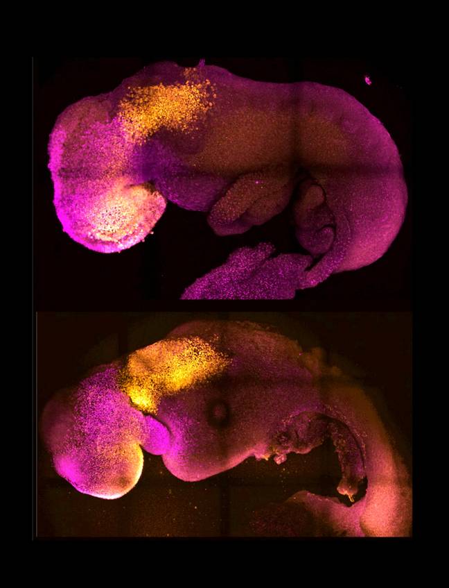 Researchers created the model using a combination of stem cells from mice. Credit: SWNS