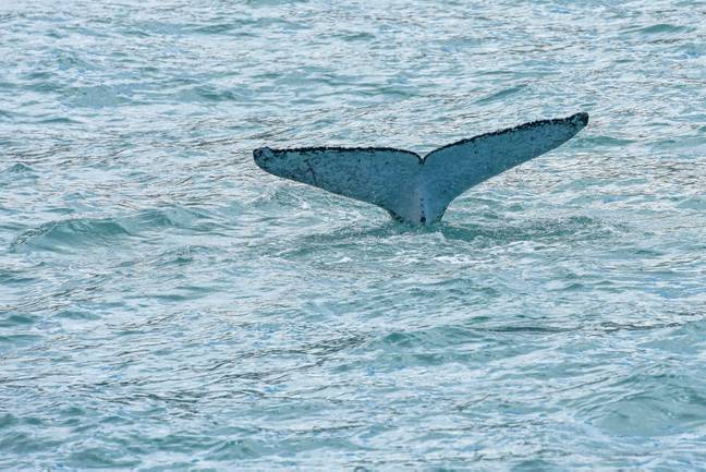 The number of whales in the area has grown in recent years. Credit: Xinhua/Alamy Stock Photo