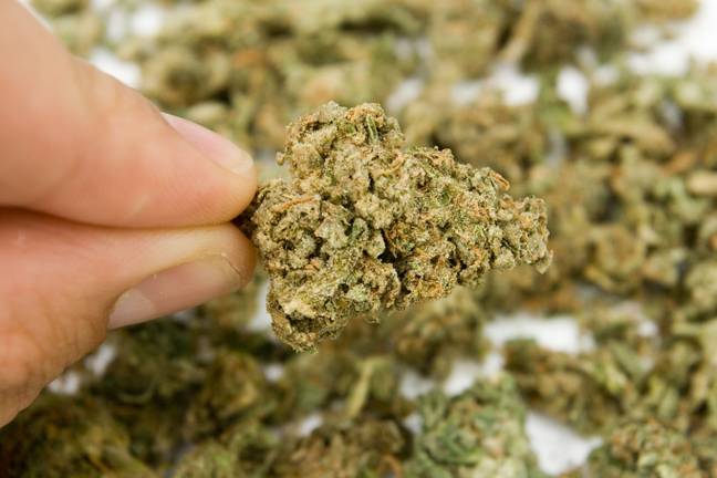 Medical cannabis is legal in Florida. Credit: Alamy / Joe Bird 