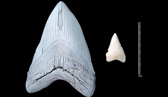 The Meg's tooth compared to a normal shark. Credit: Natural History Museum.