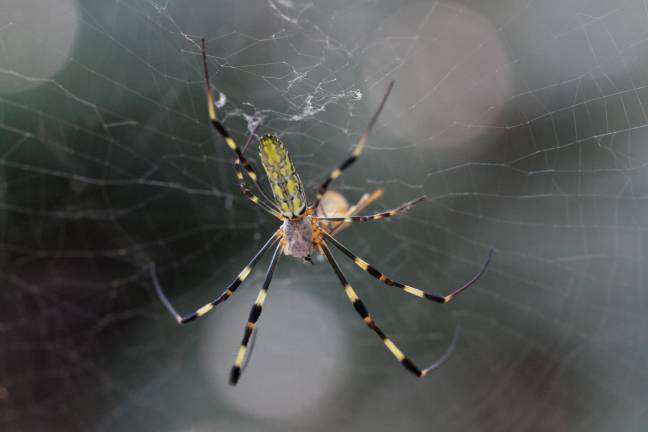 Joro Spider. (Alamy)