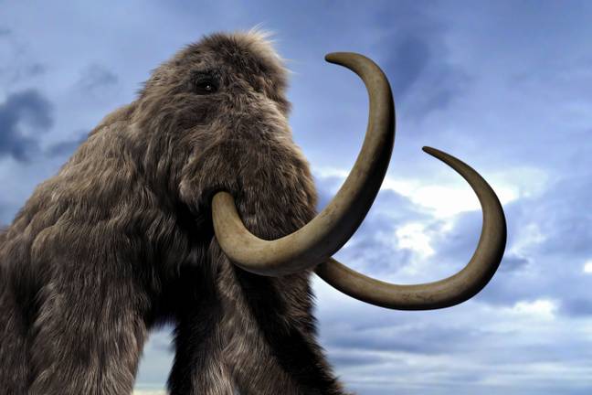 The woolly mammoth, it's like a fluffy elephant. Or would be if they weren't all dead. Credit: Science Picture Co / Alamy Stock Photo
