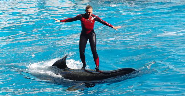Trainers are no longer allowed to enter the water with whales during shows. Credit: Tribune Content Agency LLC/Alamy Stock Photo