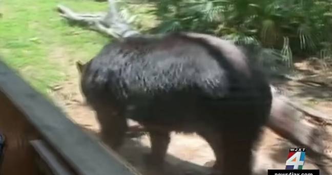 The zookeeper's injuries thankfully aren't life threatening. Credit: WJXT