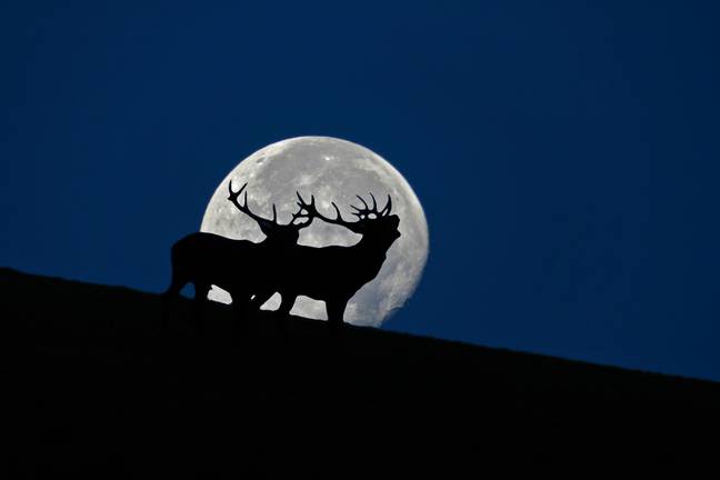 This month stargazers will be able to see a supermoon nicknamed the Buck Moon. Credit: Alamy