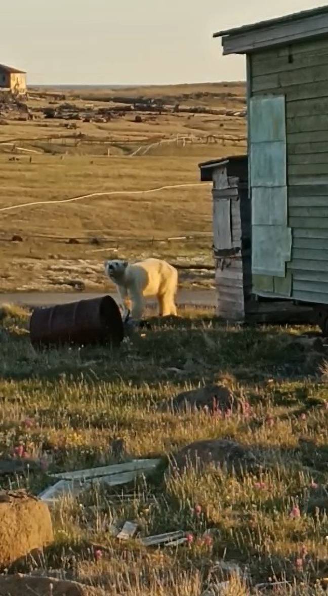 Starving and desperate, this poor polar bear came to humans for help. Credit: @radionovasg/CEN