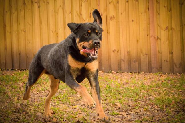 The dog that was beaten is a Rottweiler. Credit: RooM the Agency / Alamy Stock Photo