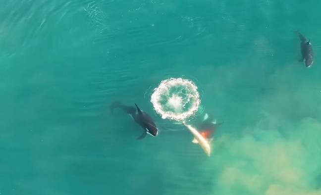 This historic drone footage helps understand the way sharks behave. Credit: Discovery