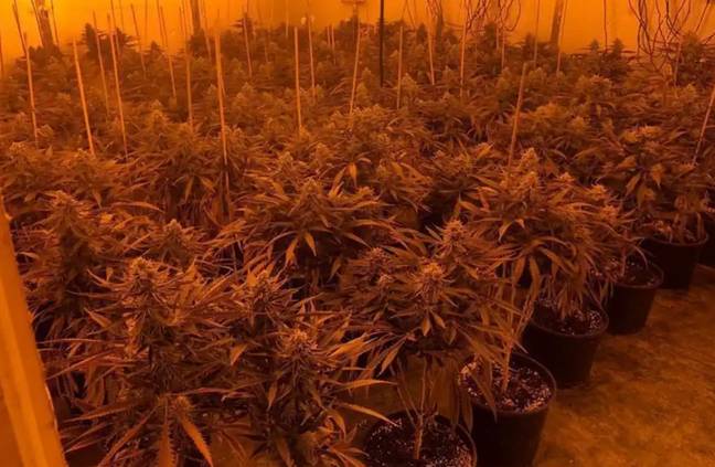 Around £300,000 worth of cannabis seized in London (Met Police)