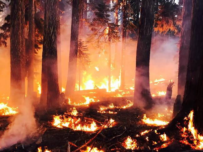 Extreme heat has caused forest fires around the world. Credit: Alamy