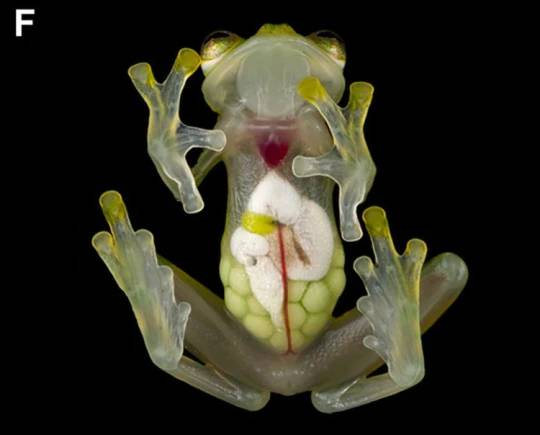 New Species Of 'Glass Frogs' With Transparent Bellies Discovered