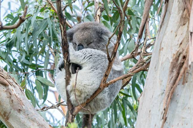 Koala (Alamy)