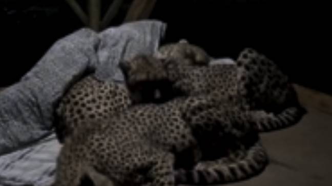 The cheetahs eventually cuddled up to Volker. Credit: Dolph C. Volker/YouTube