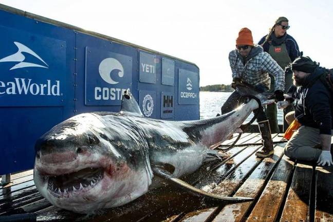 Ironbound getting tagged. Credit: Ocearch