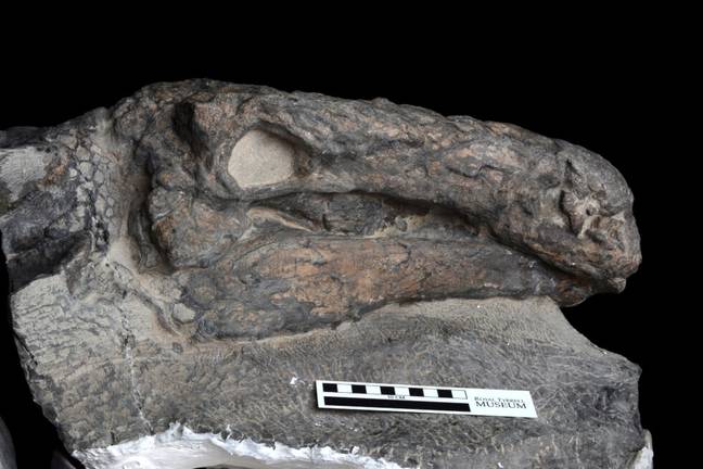 These nodosaur remains date back up to 100.5 million years ago. Credit: Royal Tyrrell Museum of Palaeontology